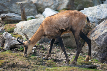 Wild mountain chamois standing on a mountine slope. Alpine chamois in its natural habitat....