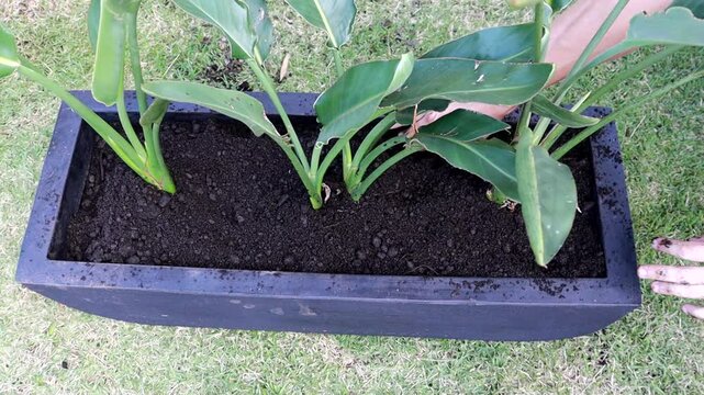 homem plantando plantas em jardineira 