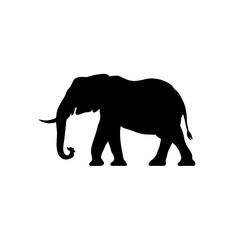 Fototapeta premium a elephant silhouette