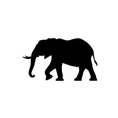 Fototapeta premium a elephant silhouette