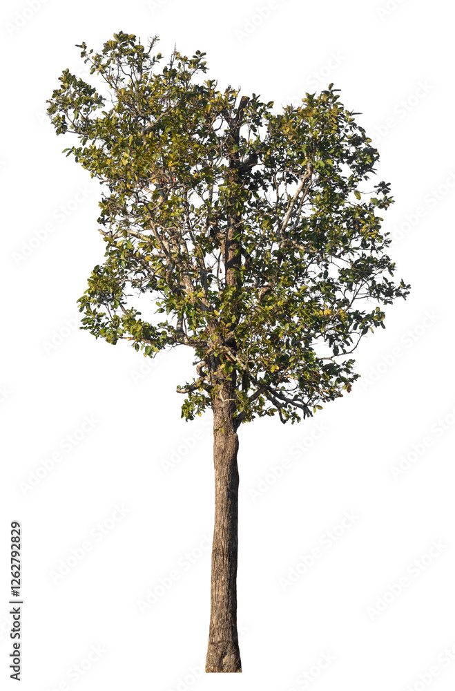 Leinwandbilder Single tree isolated on transparent background with clipping path and alpha channel