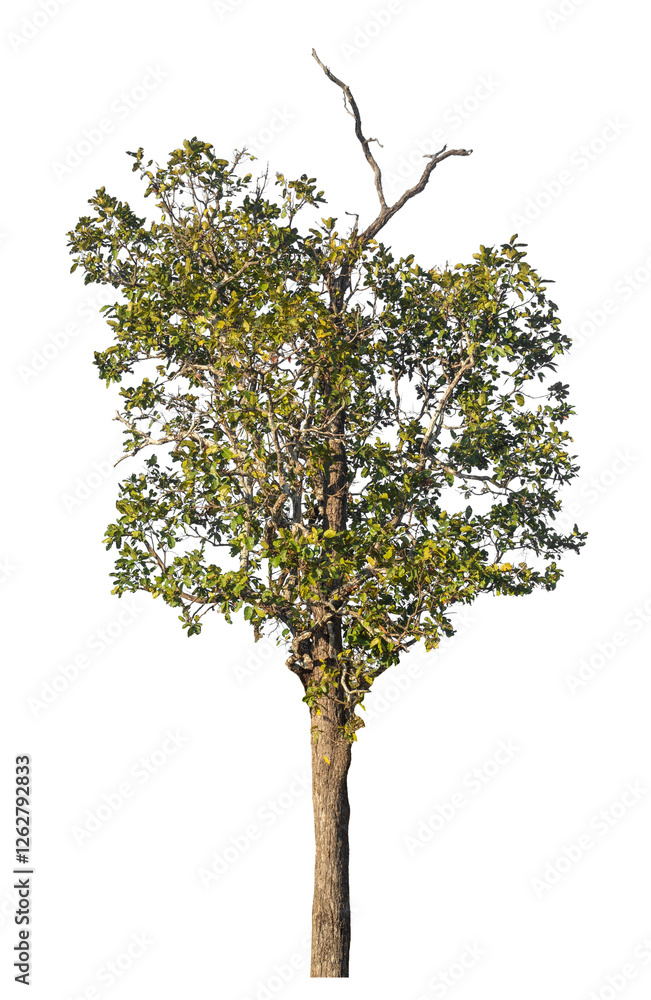 Poster Single tree isolated on transparent background with clipping path and alpha channel