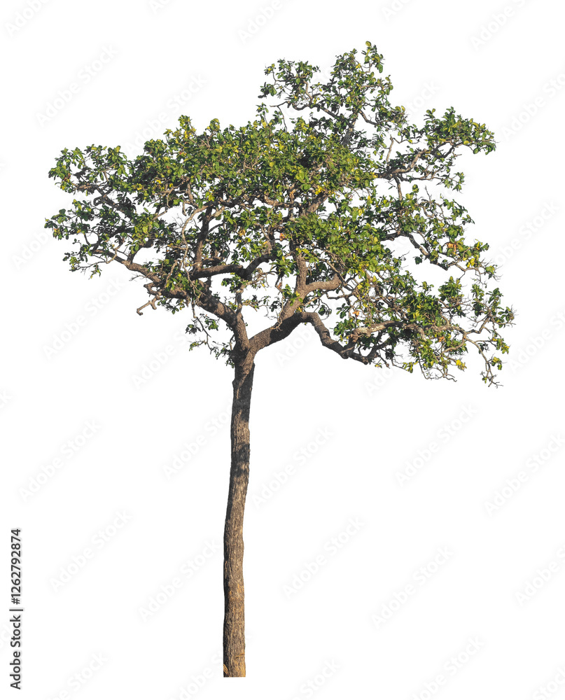 Poster single tree isolated on transparent background with clipping path and alpha channel