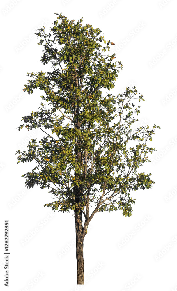 Poster Single tree isolated on transparent background with clipping path and alpha channel