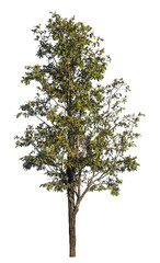 Single tree isolated on transparent background with clipping path and alpha channel