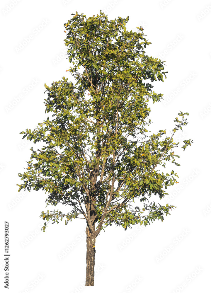 Aufkleber Single tree isolated on transparent background with clipping path and alpha channel