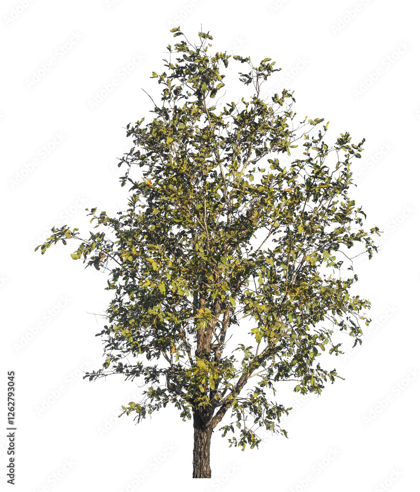 Poster Single tree isolated on transparent background with clipping path and alpha channel