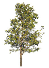 Single tree isolated on transparent background with clipping path and alpha channel