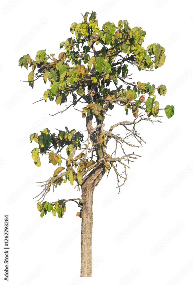 Poster Single tree isolated on transparent background with clipping path and alpha channel.