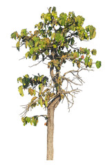 Single tree isolated on transparent background with clipping path and alpha channel.
