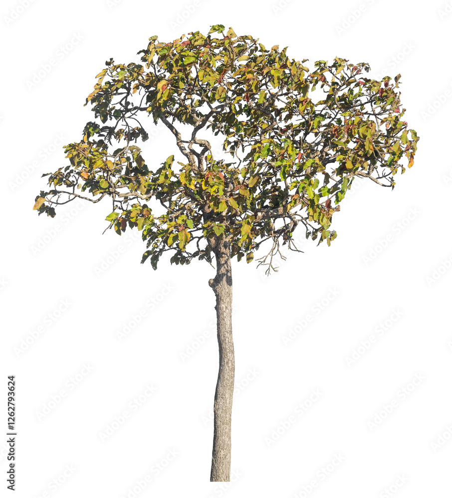 Poster Single tree isolated on transparent background with clipping path and alpha channel