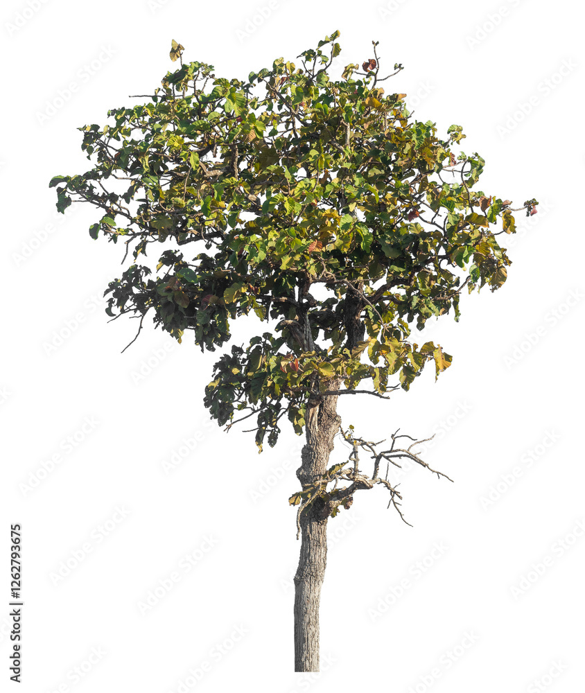 Poster Single tree isolated on transparent background with clipping path and alpha channel