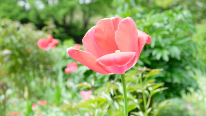 Tulpe