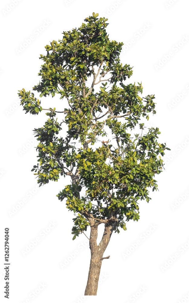 Poster single tree isolated on transparent background with clipping path and alpha channel