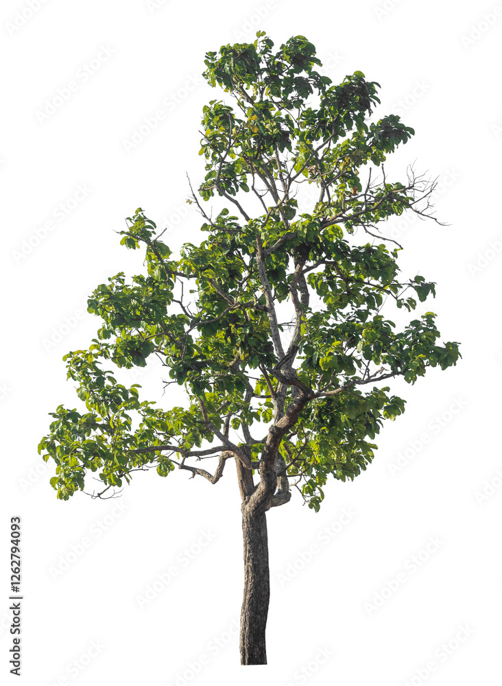Poster Single tree isolated on transparent background with clipping path and alpha channel