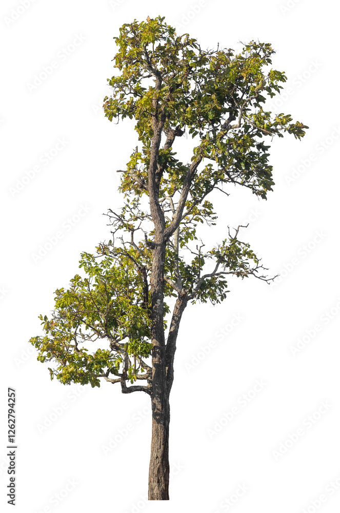 Poster Single tree isolated on transparent background with clipping path and alpha channel