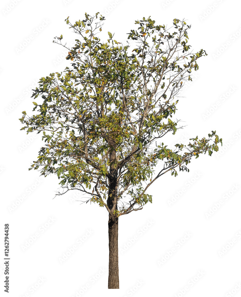 Aufkleber Single tree isolated on transparent background with clipping path and alpha channel