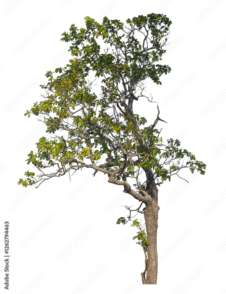 Poster Single tree isolated on transparent background with clipping path and alpha channel