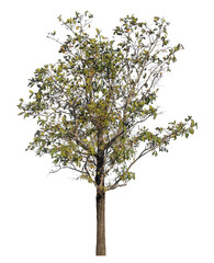 Single tree isolated on transparent background with clipping path and alpha channel