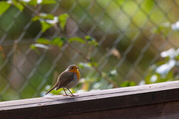 Rotkehlchen im Garten