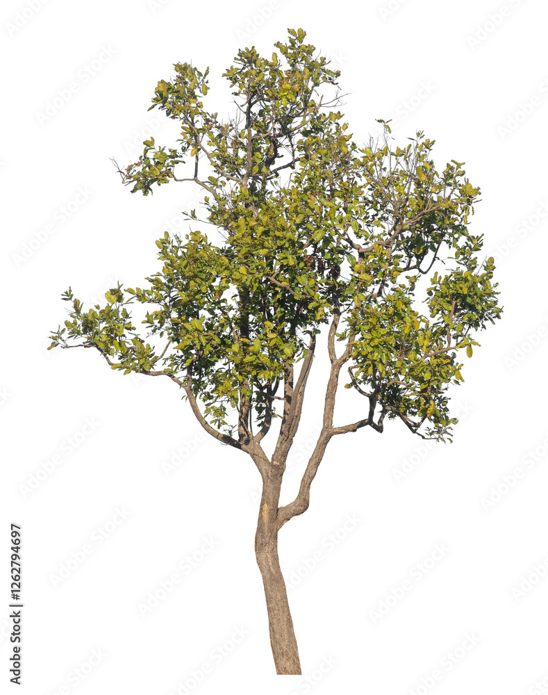 Poster Single tree isolated on transparent background with clipping path and alpha channel