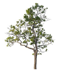 Single tree isolated on transparent background with clipping path and alpha channel