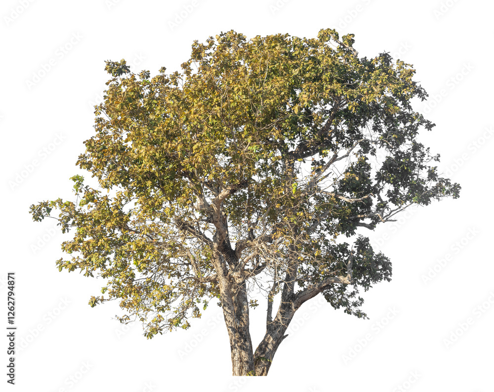 Poster Single tree isolated on transparent background with clipping path and alpha channel