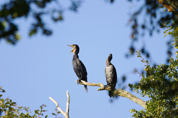 a pair of cormorants on a branch, one cormorant has its beak wide open and looks upwards, the other cormorant preens itself, large birds with turquoise eyes framed by green leaves and a blue sky