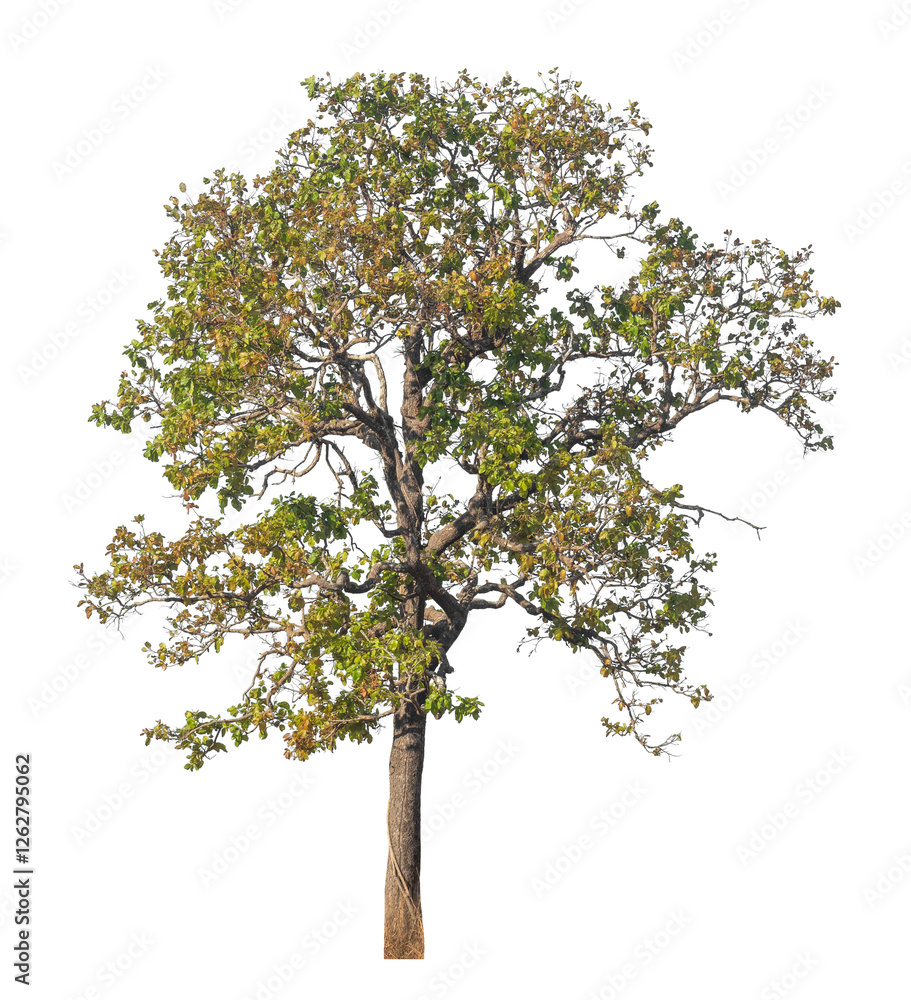 Aufkleber Single tree isolated on transparent background with clipping path and alpha channel