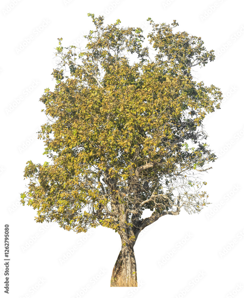 Poster single tree isolated on transparent background with clipping path and alpha channel