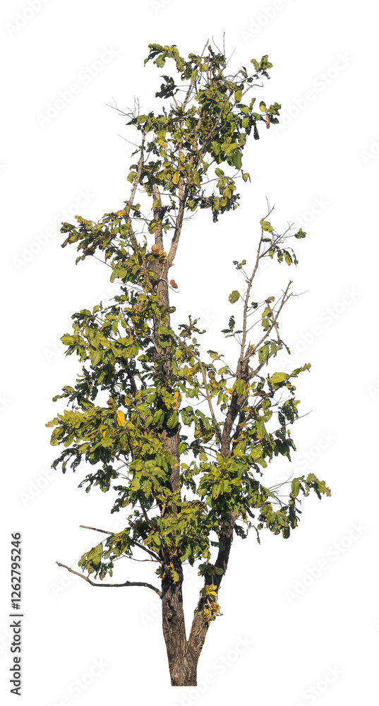 Aufkleber Single tree isolated on transparent background with clipping path and alpha channel