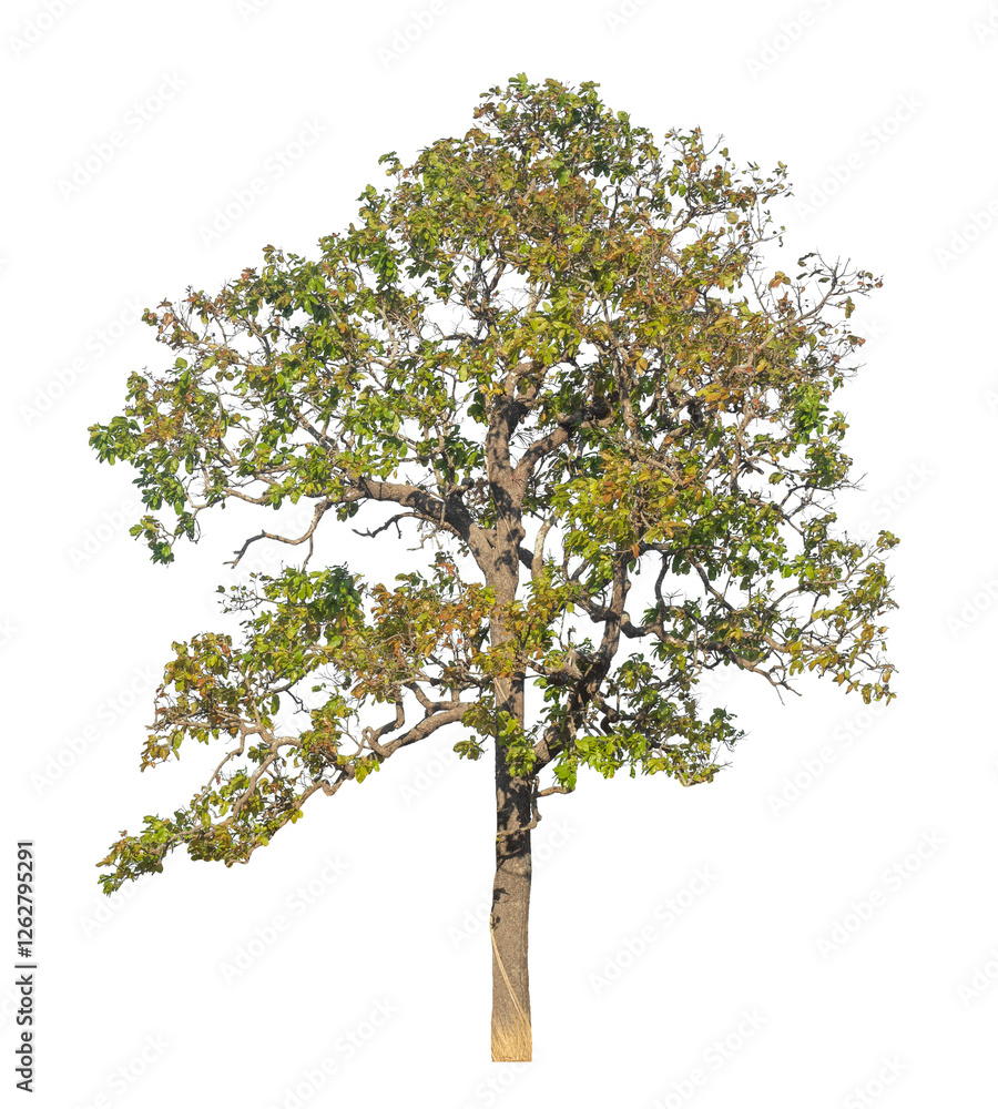 Poster Single tree isolated on transparent background with clipping path and alpha channel