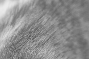 natural animal fur hair texture, macro background