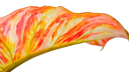 a brightly colored leaf from a tropical plant on a transparent background, PNG image, PNG file, Generative art.