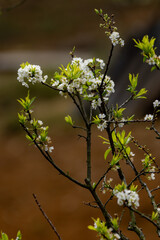 white plum blossoms on the hillsides