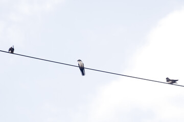 Lua cheia e pássaros em Alagoa-MG © Rogério Marques