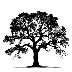 an oak tree silhouette