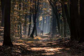 Travelers on bicycles, cycling in the early morning at first light in dark forests on country roads