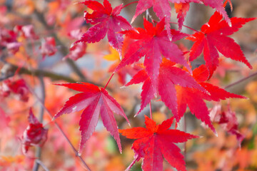 Leaves of maple which turned red and yellow