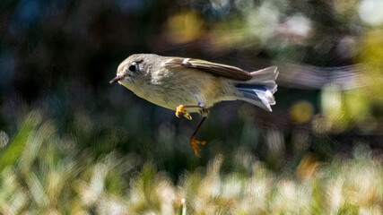 flying bird