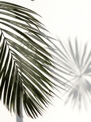 Fototapeta premium A collection of soft overlapping tropical leaf shadows on a white background, with natural sunlight casting gentle patterns