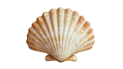 a sea shell on a transparent background, PNG image, PNG file, Generative art.