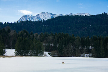 Fir forest and snow covered fields against the high Alps mountains under blue sky