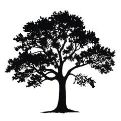 Fototapeta premium oaktree silhouette