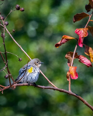 Bird on a branch