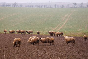 Sheep Grazing in Muddy Field