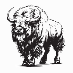 Musk Ox Alaska Image vector. Musk Ox Alaska Stock Illustration on white background.