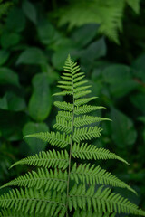 green fern leaves