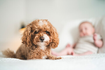 Cute small 1 month baby boy at home with Curly-Haired dog Toy Poodle