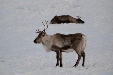 Reindeer herd on St&auml;djan mountain in Sweden